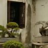 142_suzhou_couples_bonsai