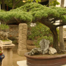 165_suzhou_lingering_bonsai