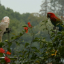 288_hangzhou_xiaoying_parrots