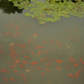 292_hangzhou_yue_fei_goldfish