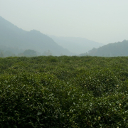 299_hangzhou_longjing_tea