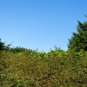 037_wickaninnishbeach_berries