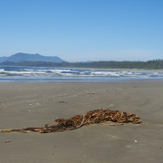 039_wickaninnishbeach_kelp