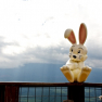 05-010-kawaguchi_ko_bunny