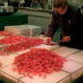 05-030-tsukiji_shrimps