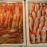 05-031-tsukiji_fish
