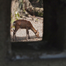 Nara Kasuga deer