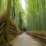Kyoto Bamboo grove