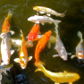 Nagasaki koi pond