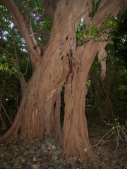 02-019-yakushima_banyan2