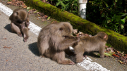 02-023-yakushima_macaque