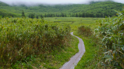 015_oyachi_bamboo_field