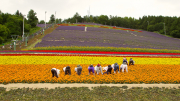 036_nakafurano_flower_field