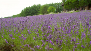 038_farm_tomita_lavendel