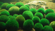 057_akan_lake_marimo