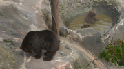 067_noboribetsu_bear_park