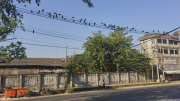 Yangon - for the Birds