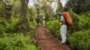 Lemosho Route - Rainforest