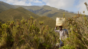 Lemosho Route - Heather Moorland