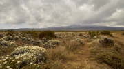 Lemosho Route - Shira Plateau