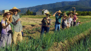 Sanxing - Spring Onion Farm