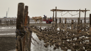 Fangyuan - Oyster Farm