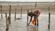 Fangyuan - Oyster Farm