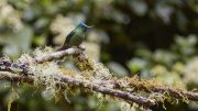 Guango Lodge, Papallacta