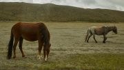 Parque Nacional Cotopaxi