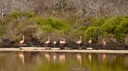 Punta Cormorant, Floreana Island