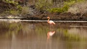 Punta Cormorant, Floreana Island