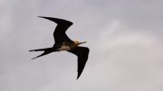 North Seymour Island