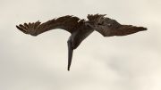 North Seymour Island