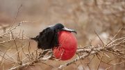 North Seymour Island