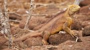 North Seymour Island