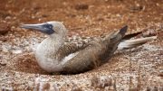 North Seymour Island