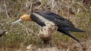 North Seymour Island