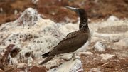 North Seymour Island