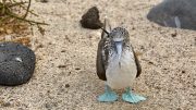 North Seymour Island