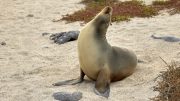 North Seymour Island