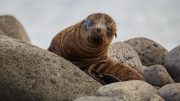 North Seymour Island