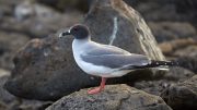 North Seymour Island