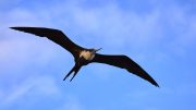 North Seymour Island