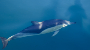 Kaikoura, Canterbury