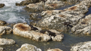 Kaikoura, Canterbury