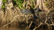 Tortuguero