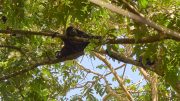 Manuel Antonio, National Park