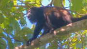 Manuel Antonio, National Park