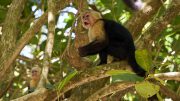 Manuel Antonio, National Park