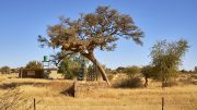 Kalahari Desert